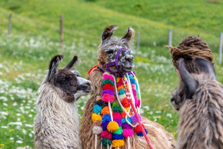 agriturismo le radici trekking con lama
