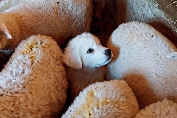 giorno da pastore reghet