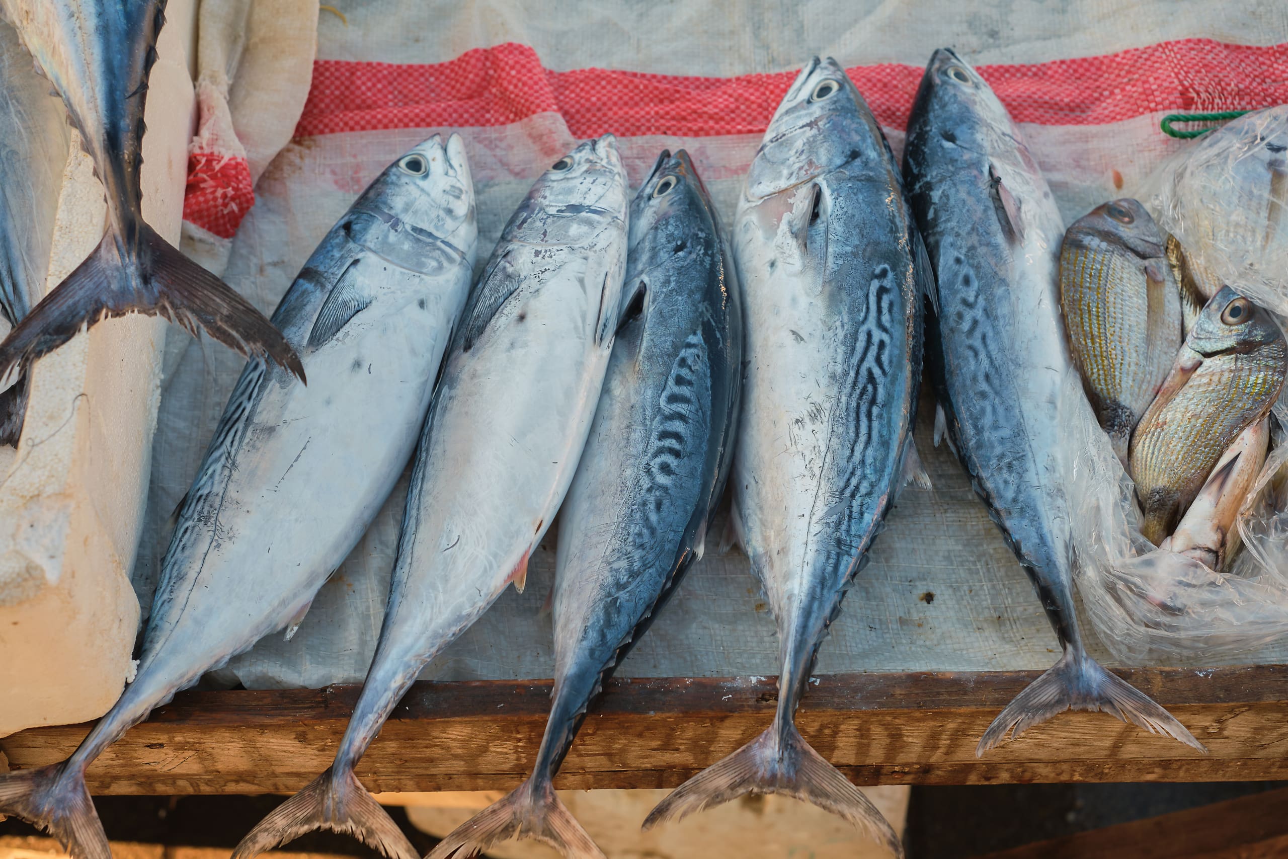 pranzo pesce barca viareggio evolution
