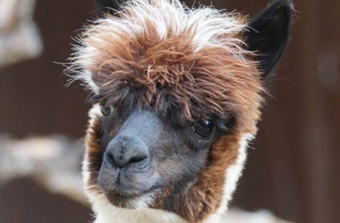 pranzo con lama ed alpaca